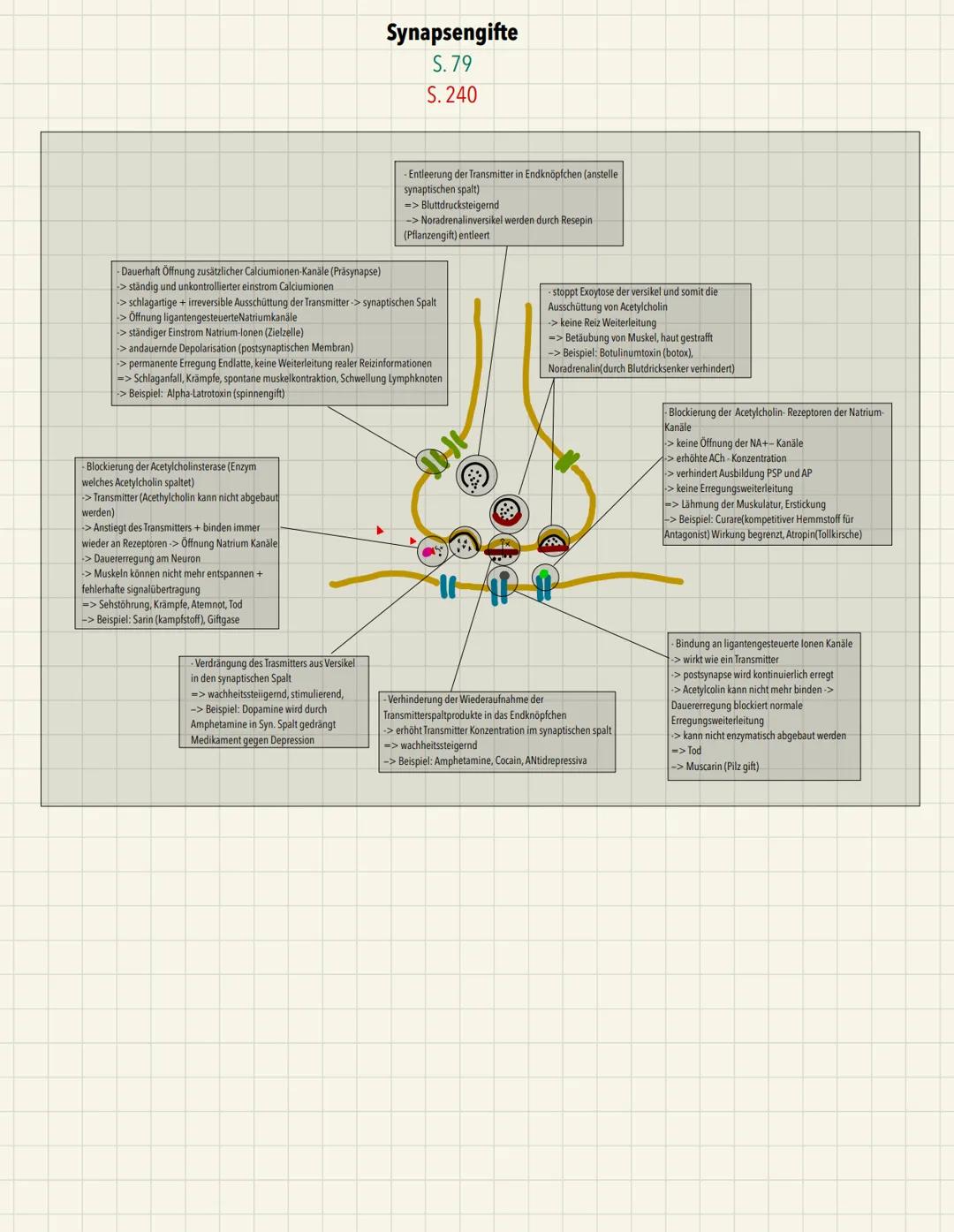 x
Aufbau:
Endknöpfchen
Ca2+ - Pumpe
Ch-Carrier
Präsynaptische Membran
ACh-Rezeptor
Postsynaptische Membran
ACH-Acetylcholin
A-Acetat
Ch-Chol