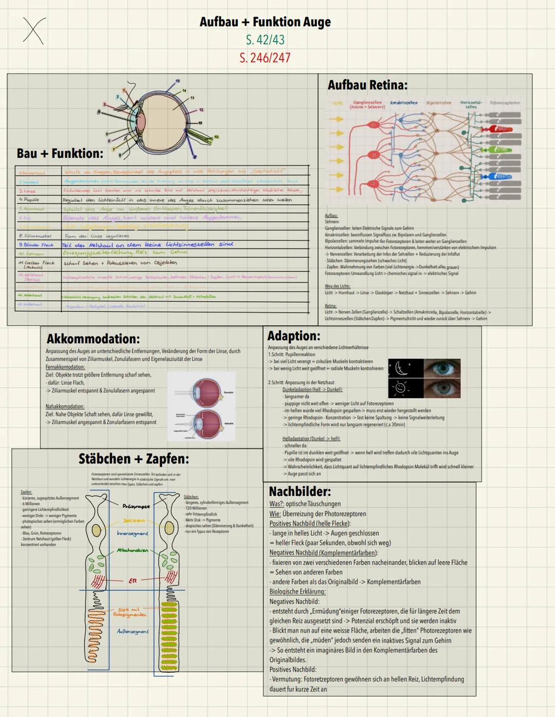 x
Aufbau:
Endknöpfchen
Ca2+ - Pumpe
Ch-Carrier
Präsynaptische Membran
ACh-Rezeptor
Postsynaptische Membran
ACH-Acetylcholin
A-Acetat
Ch-Chol