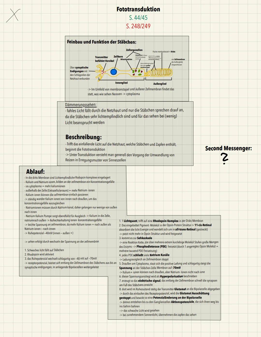 x
Aufbau:
Endknöpfchen
Ca2+ - Pumpe
Ch-Carrier
Präsynaptische Membran
ACh-Rezeptor
Postsynaptische Membran
ACH-Acetylcholin
A-Acetat
Ch-Chol