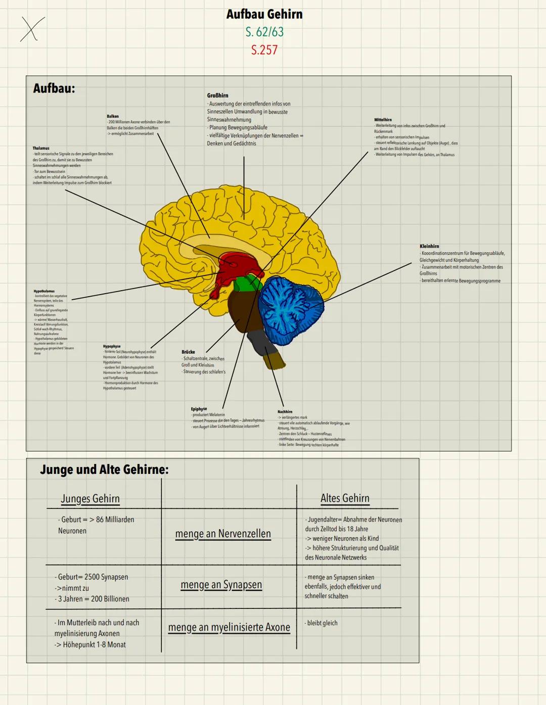 x
Aufbau:
Endknöpfchen
Ca2+ - Pumpe
Ch-Carrier
Präsynaptische Membran
ACh-Rezeptor
Postsynaptische Membran
ACH-Acetylcholin
A-Acetat
Ch-Chol