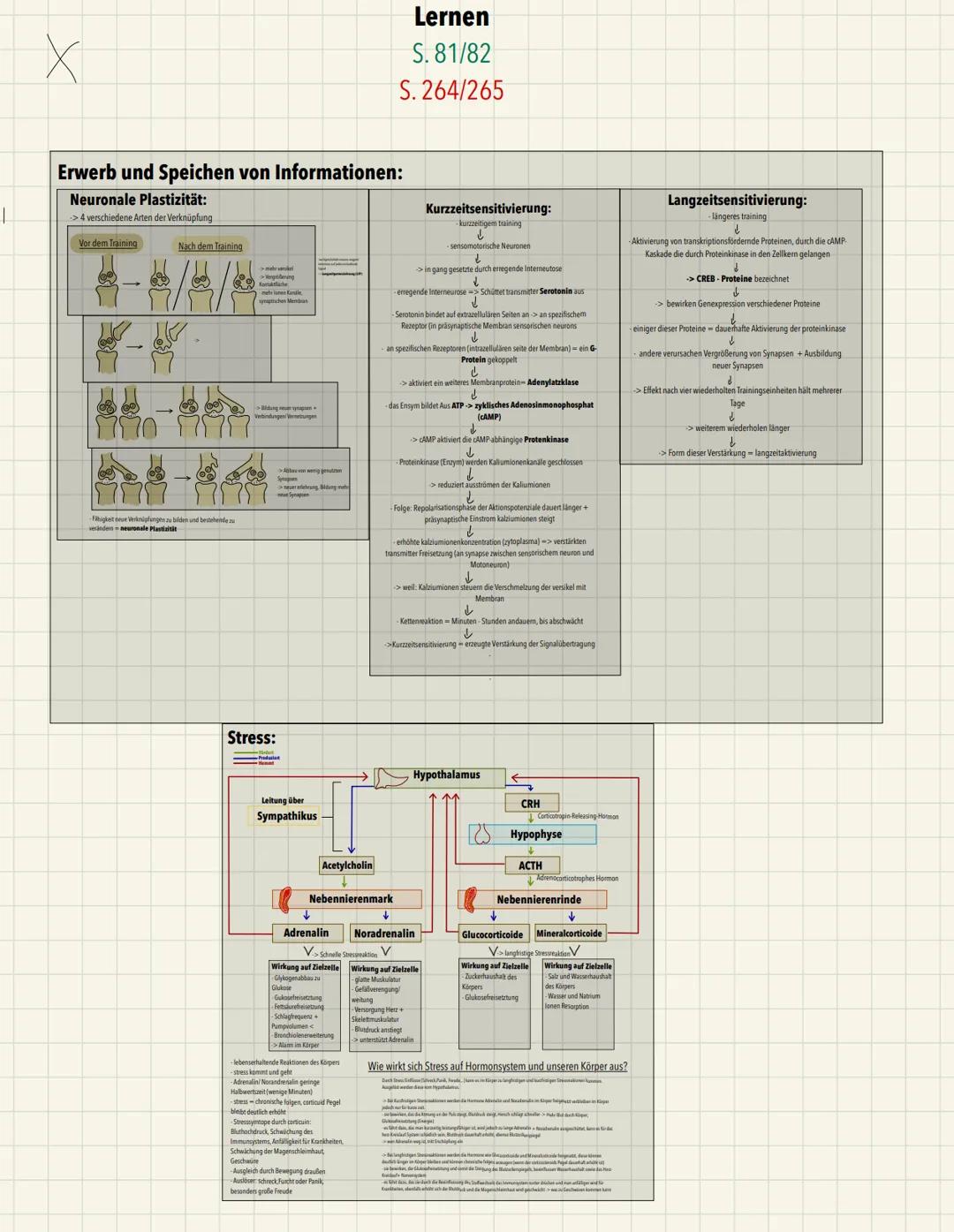 x
Aufbau:
Endknöpfchen
Ca2+ - Pumpe
Ch-Carrier
Präsynaptische Membran
ACh-Rezeptor
Postsynaptische Membran
ACH-Acetylcholin
A-Acetat
Ch-Chol
