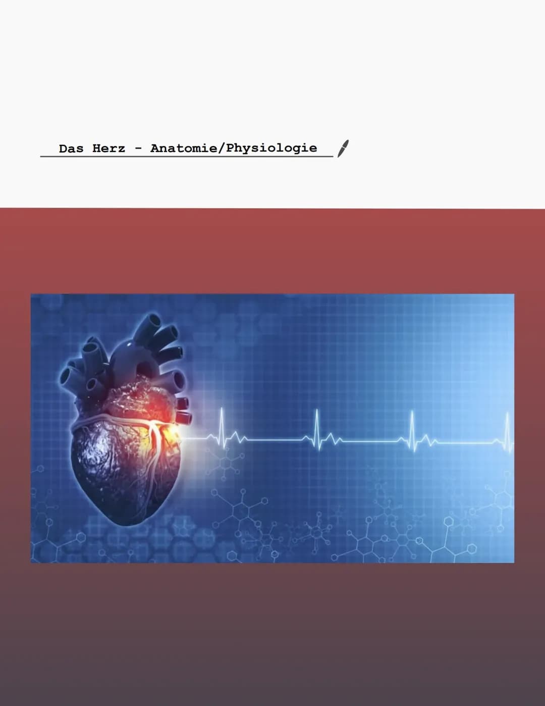 Herz Anatomie/Physiologie 