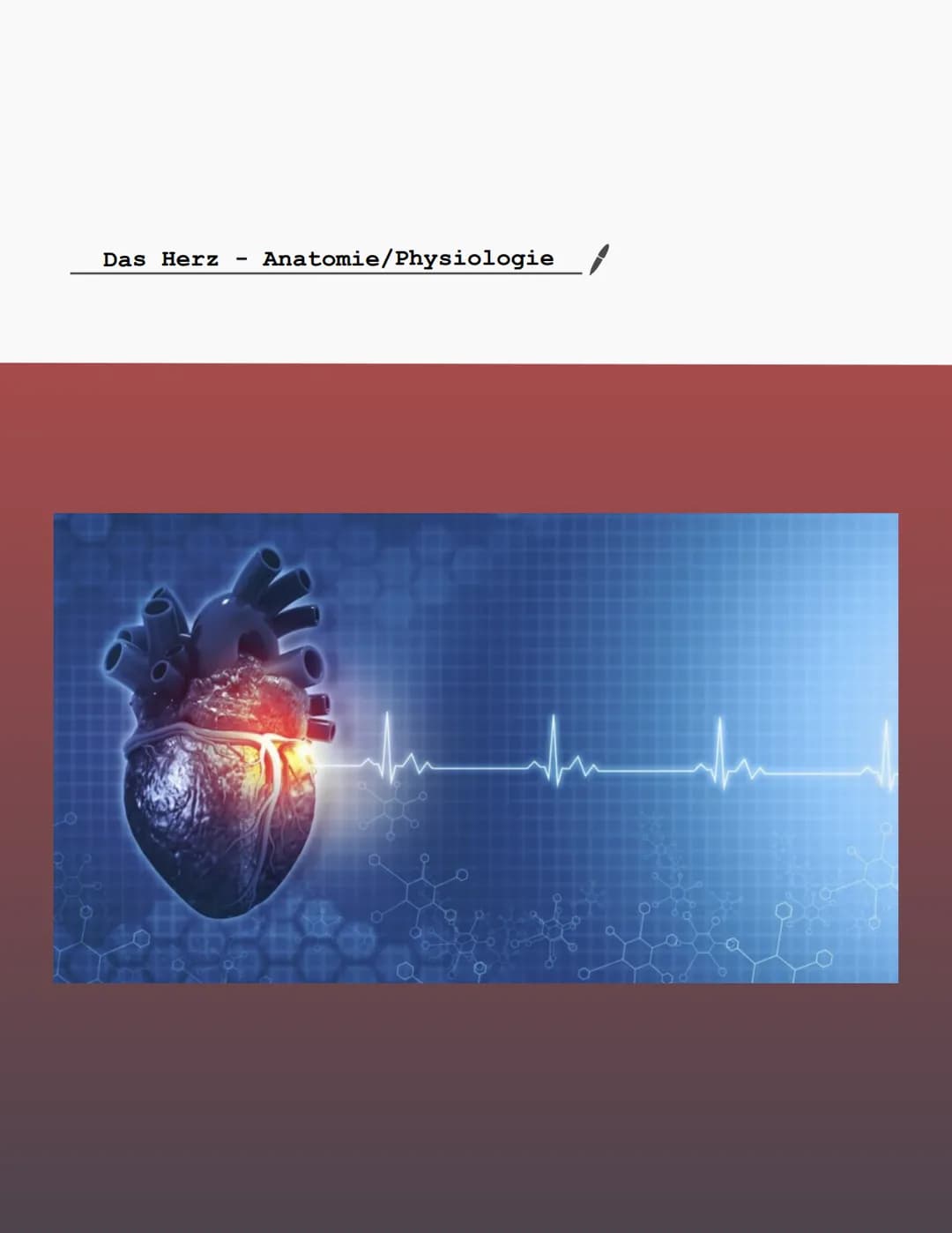 Das Herz Anatomie/Physiologie
O
shu Überblick - Was ist das Herz?
Das Herz ist ein Muskelorgan, das als Doppelpumpe den Blutstrom steuert. D