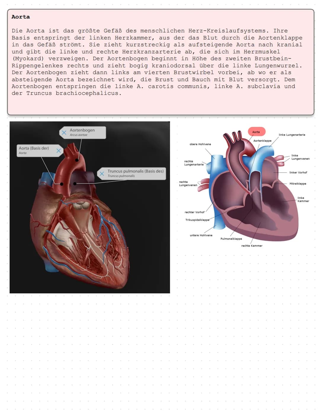 Das Herz Anatomie/Physiologie
O
shu Überblick - Was ist das Herz?
Das Herz ist ein Muskelorgan, das als Doppelpumpe den Blutstrom steuert. D