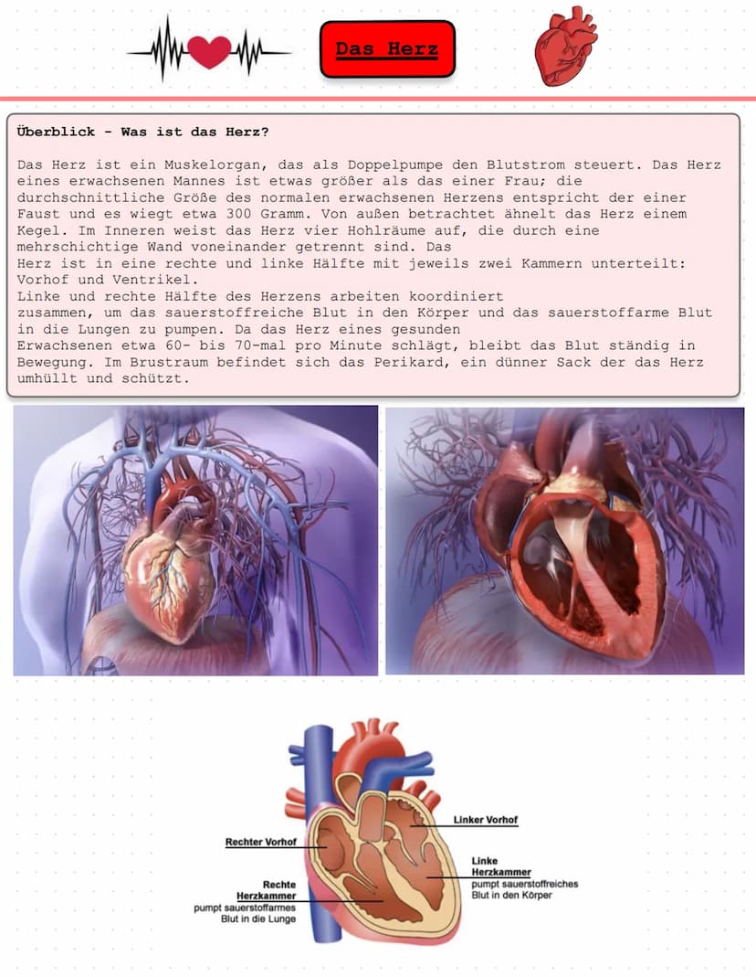 Das Herz Anatomie/Physiologie
O
shu Überblick - Was ist das Herz?
Das Herz ist ein Muskelorgan, das als Doppelpumpe den Blutstrom steuert. D