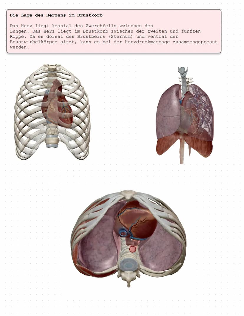 Das Herz Anatomie/Physiologie
O
shu Überblick - Was ist das Herz?
Das Herz ist ein Muskelorgan, das als Doppelpumpe den Blutstrom steuert. D