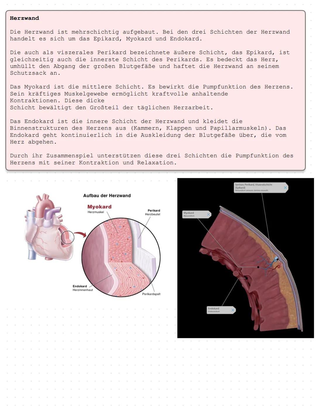 Das Herz Anatomie/Physiologie
O
shu Überblick - Was ist das Herz?
Das Herz ist ein Muskelorgan, das als Doppelpumpe den Blutstrom steuert. D