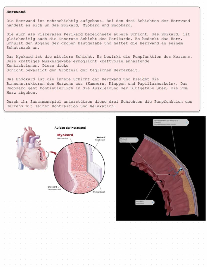 Das Herz Anatomie/Physiologie
O
shu Überblick - Was ist das Herz?
Das Herz ist ein Muskelorgan, das als Doppelpumpe den Blutstrom steuert. D