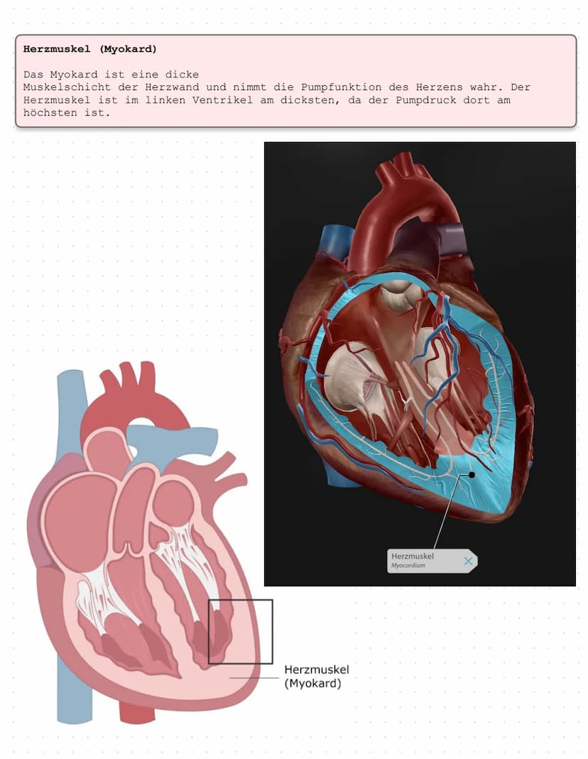Das Herz Anatomie/Physiologie
O
shu Überblick - Was ist das Herz?
Das Herz ist ein Muskelorgan, das als Doppelpumpe den Blutstrom steuert. D