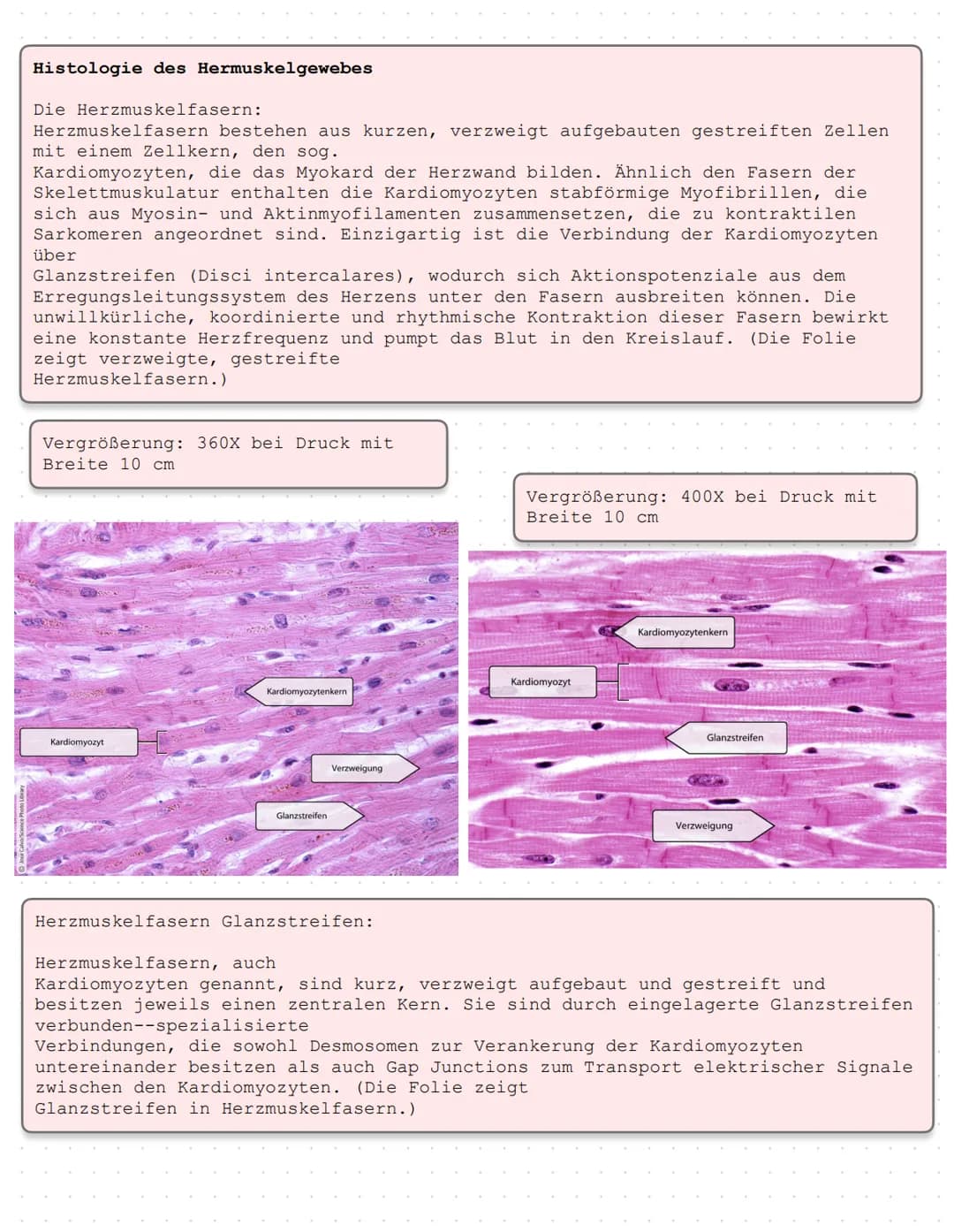 Das Herz Anatomie/Physiologie
O
shu Überblick - Was ist das Herz?
Das Herz ist ein Muskelorgan, das als Doppelpumpe den Blutstrom steuert. D