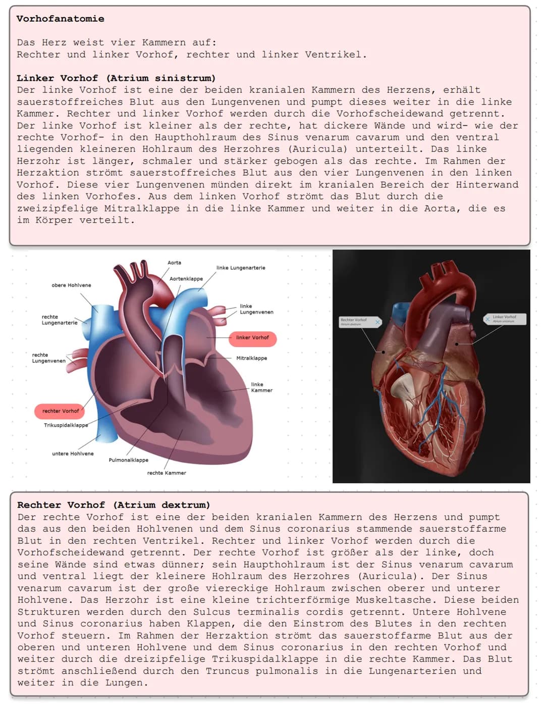 Das Herz Anatomie/Physiologie
O
shu Überblick - Was ist das Herz?
Das Herz ist ein Muskelorgan, das als Doppelpumpe den Blutstrom steuert. D