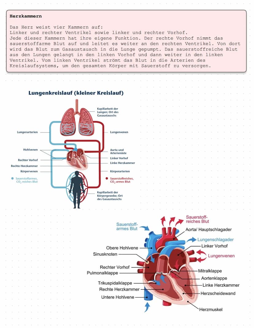 Das Herz Anatomie/Physiologie
O
shu Überblick - Was ist das Herz?
Das Herz ist ein Muskelorgan, das als Doppelpumpe den Blutstrom steuert. D