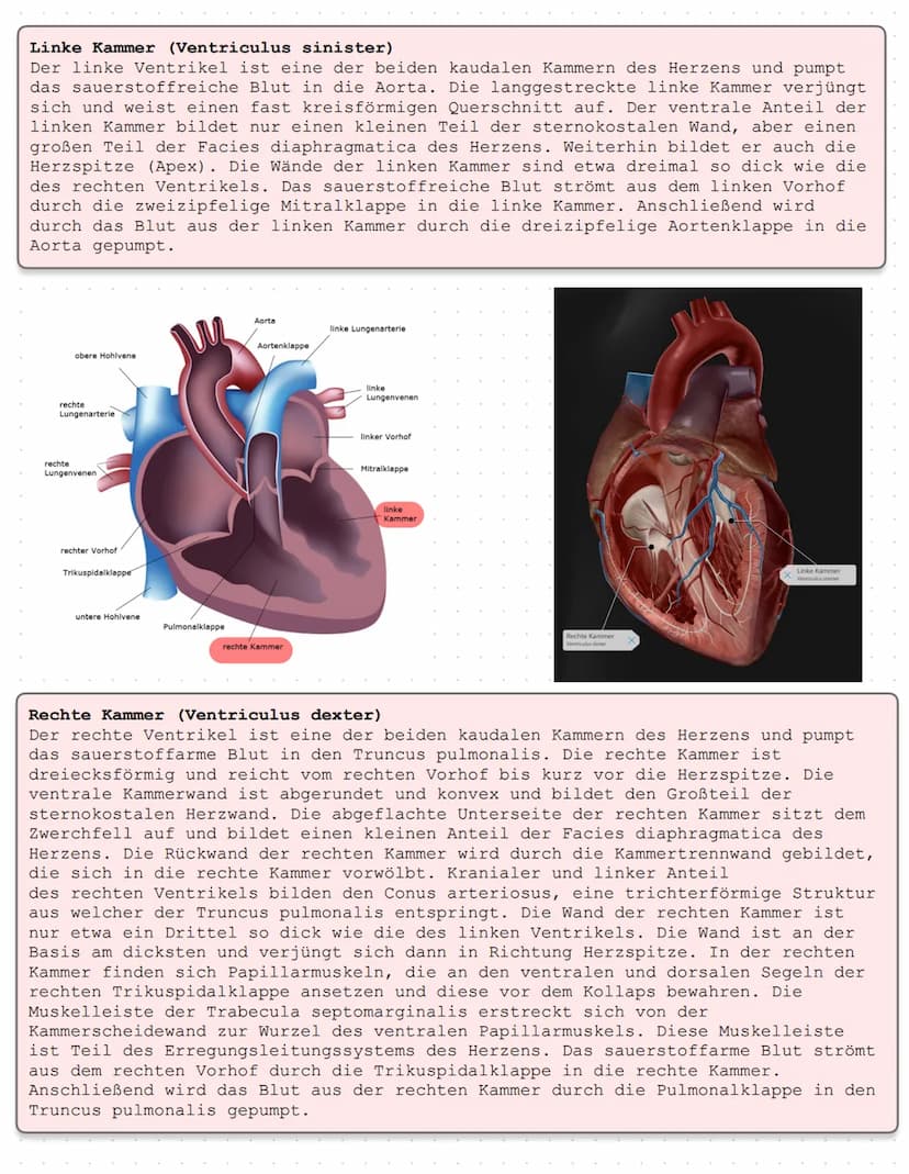 Das Herz Anatomie/Physiologie
O
shu Überblick - Was ist das Herz?
Das Herz ist ein Muskelorgan, das als Doppelpumpe den Blutstrom steuert. D