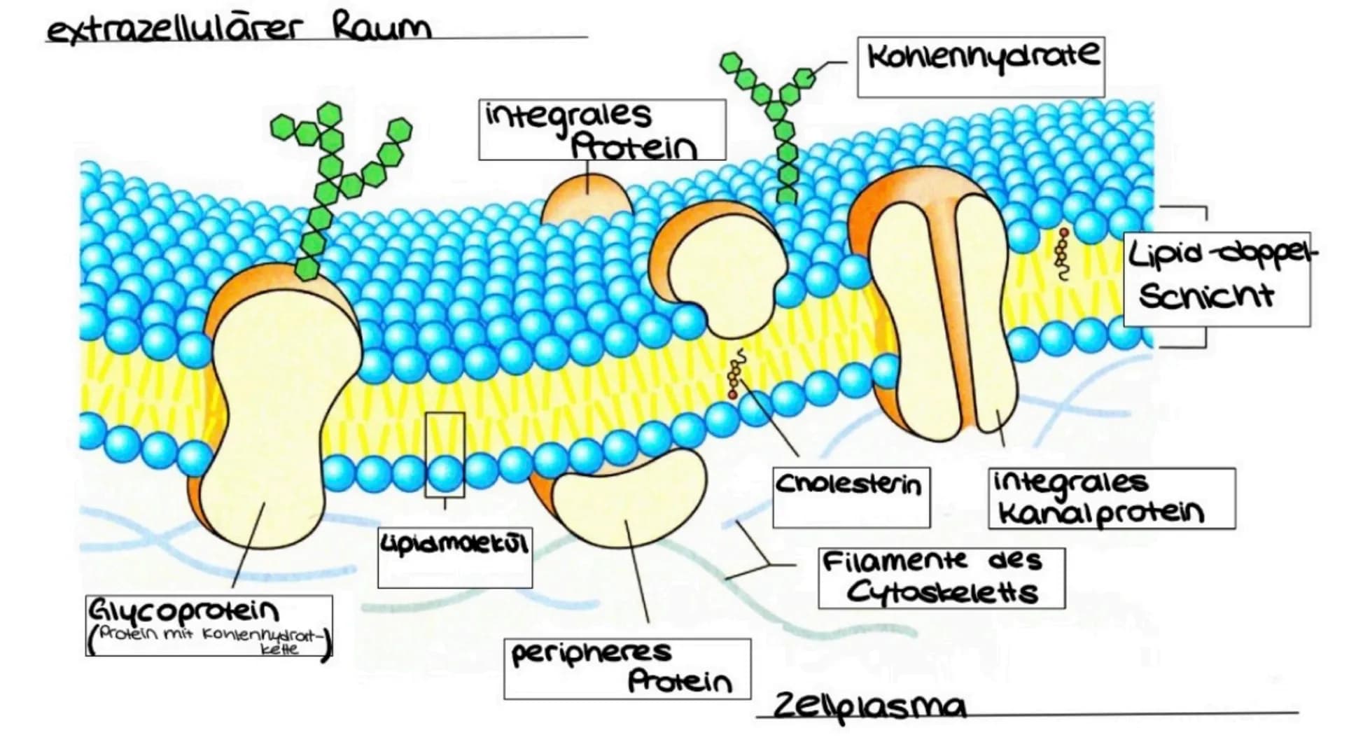 extrazellulärer Raum.
Glycoprotein
Protein mit kontenhydrat-
kette
integrales
Protein
bogboge
Lipidmolekül
peripheres
3800
Protein
Kohlenhyd