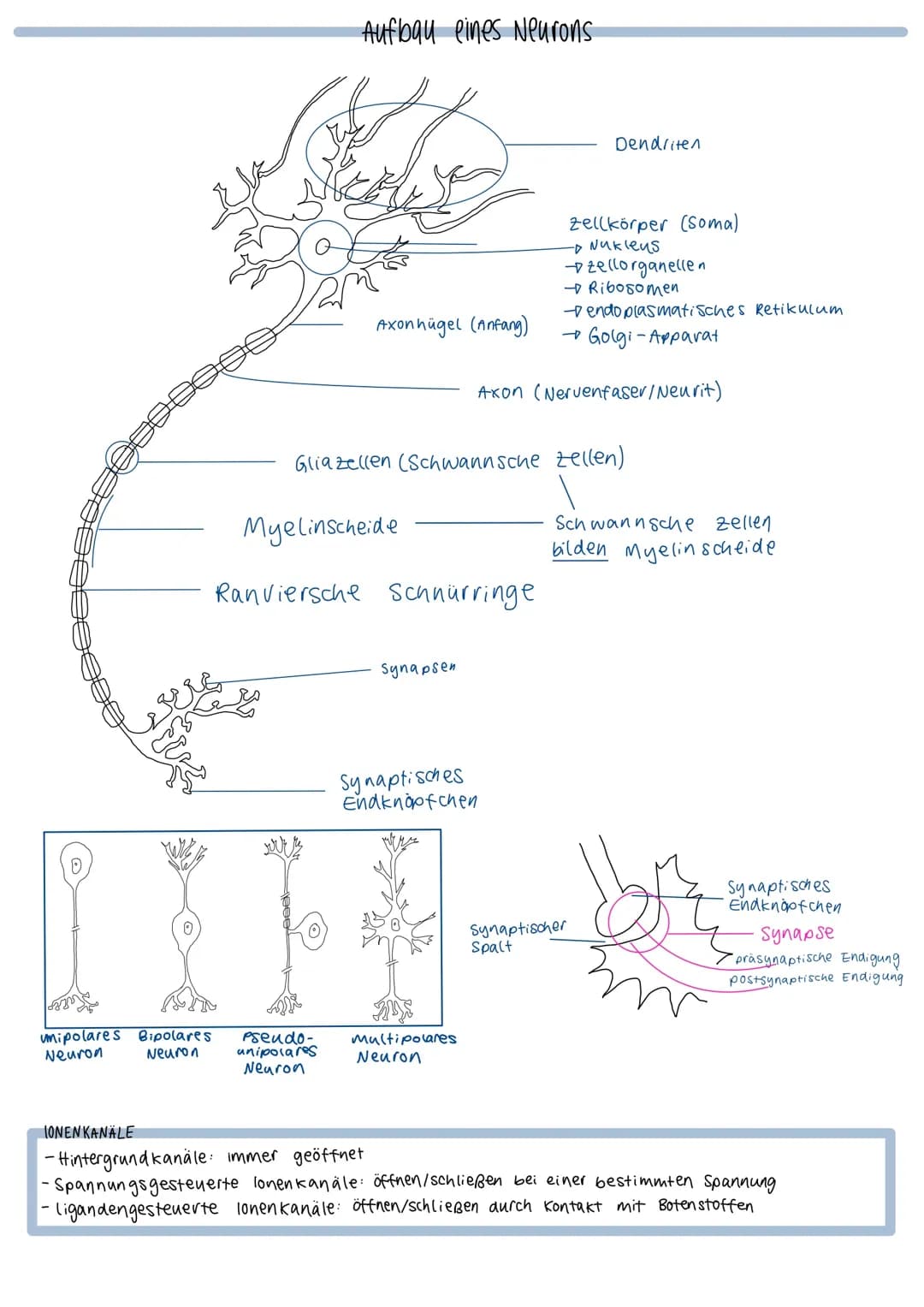 Neurobiologie Lernzettel Bio LK, NRW Abi 2024