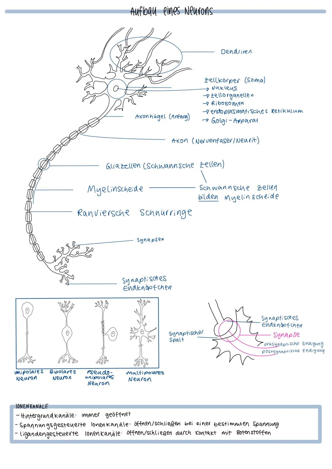 O
fiks
unipolares Bipolares
Neuron
Neuron
Aufbau eines Neurons
Myelinscheide
Ranviersche
Pseudo-
unipolares
Neuron
Axonhügel (Anfang)
Glia z