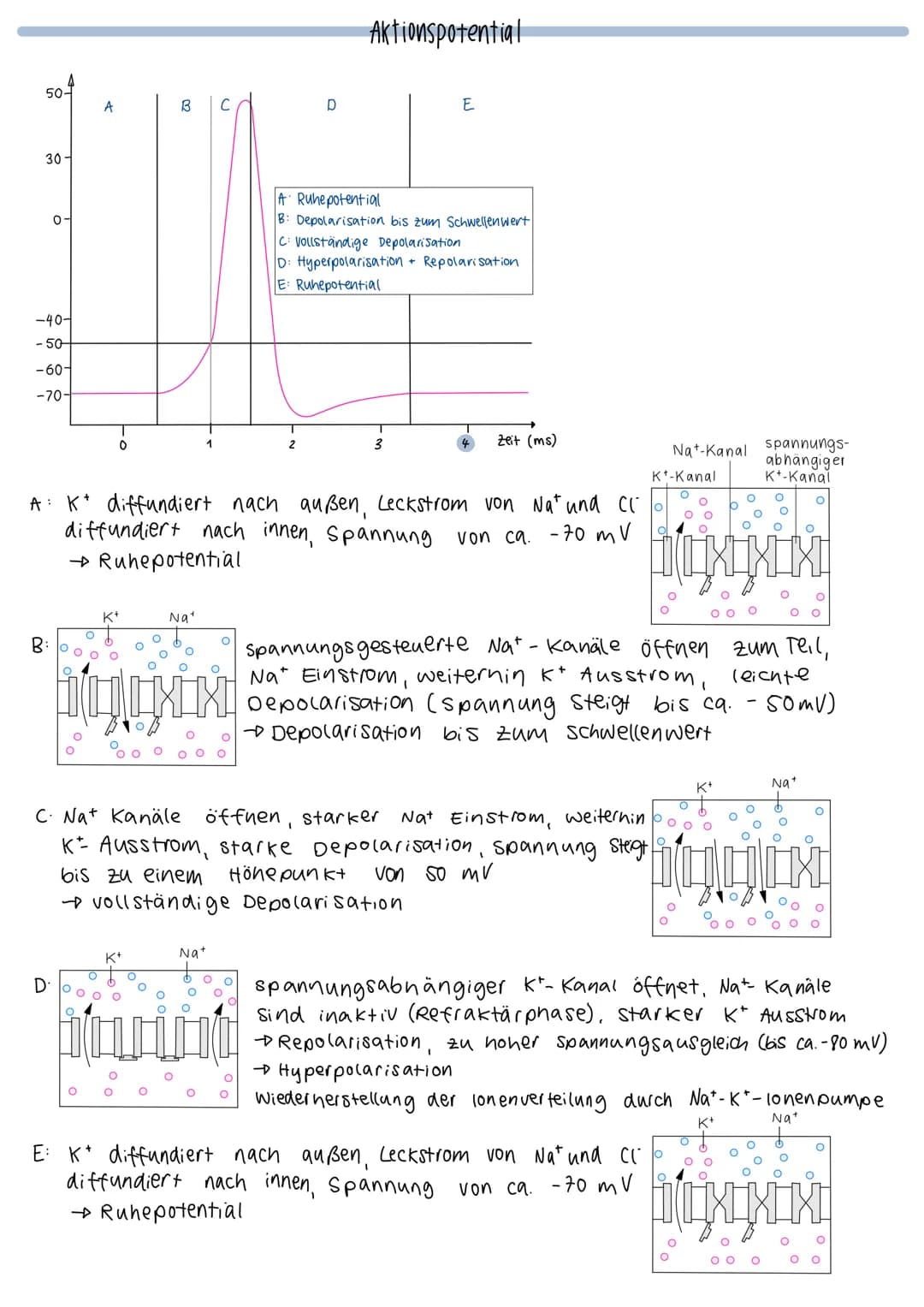 O
fiks
unipolares Bipolares
Neuron
Neuron
Aufbau eines Neurons
Myelinscheide
Ranviersche
Pseudo-
unipolares
Neuron
Axonhügel (Anfang)
Glia z