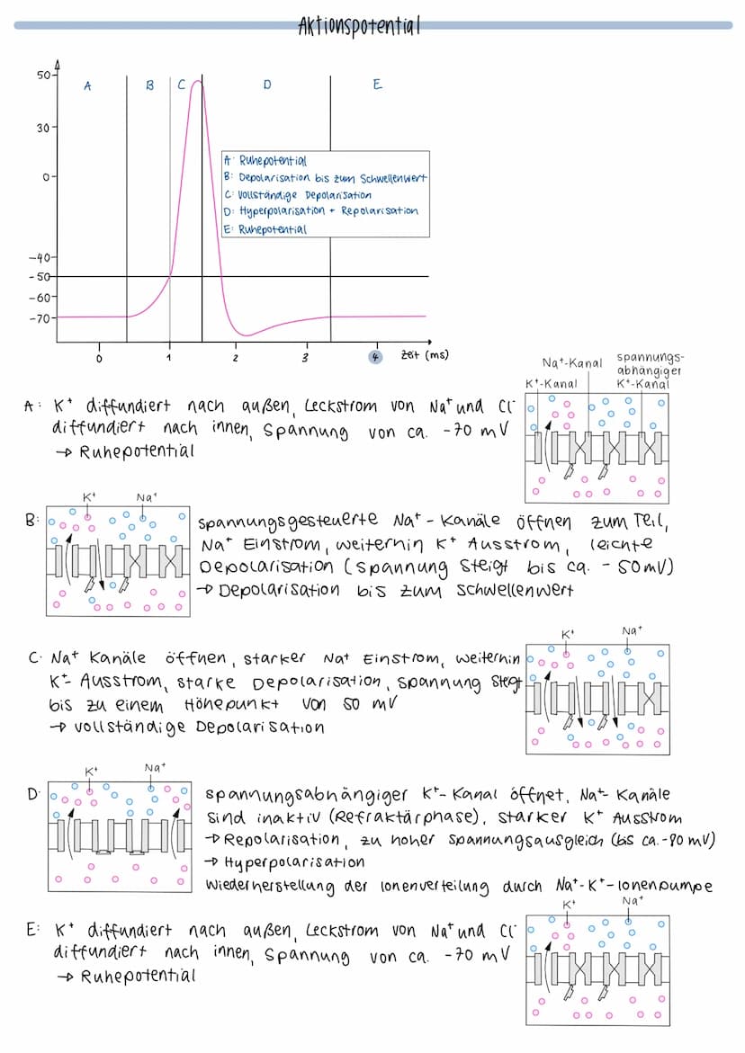 O
fiks
unipolares Bipolares
Neuron
Neuron
Aufbau eines Neurons
Myelinscheide
Ranviersche
Pseudo-
unipolares
Neuron
Axonhügel (Anfang)
Glia z