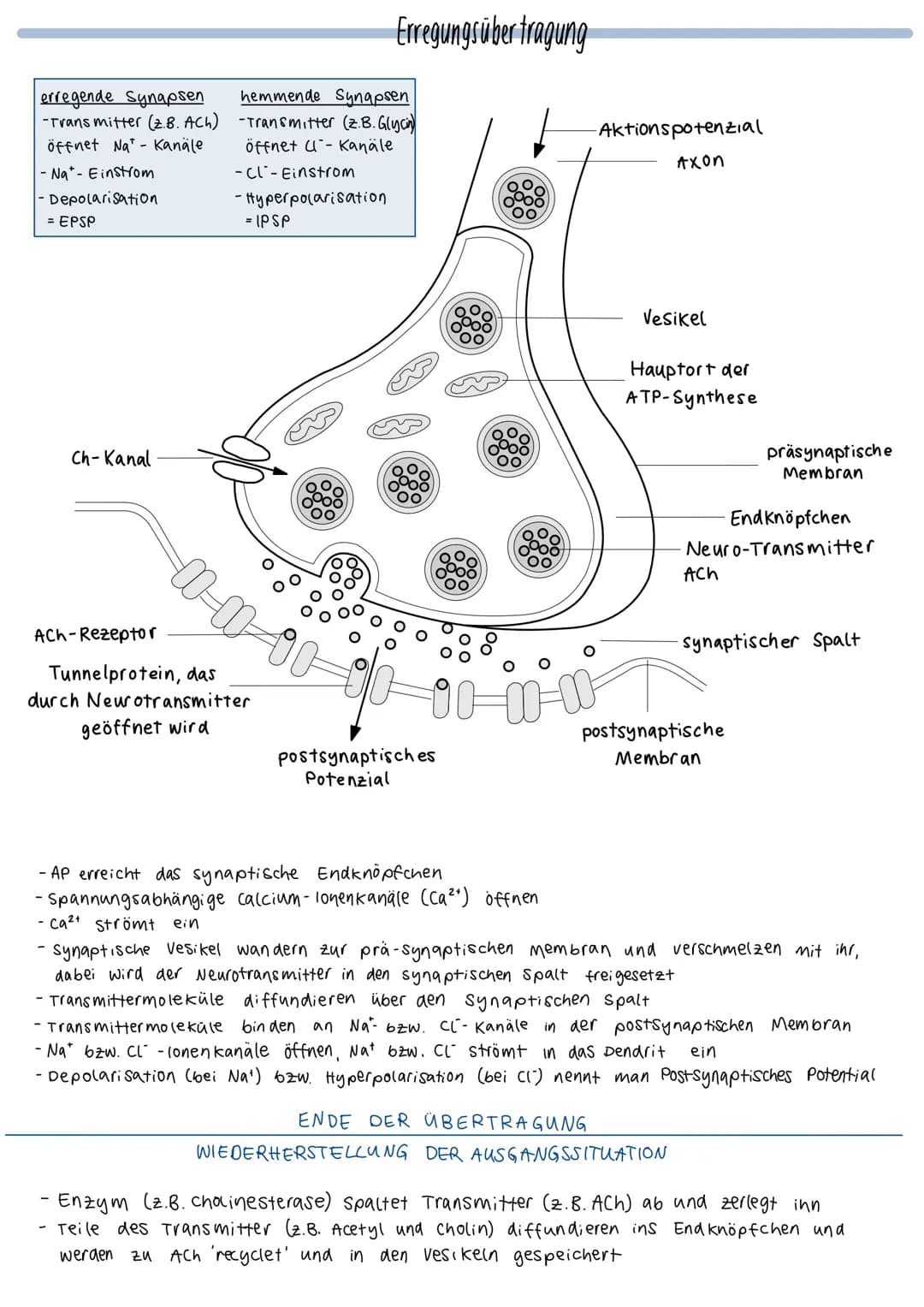 O
fiks
unipolares Bipolares
Neuron
Neuron
Aufbau eines Neurons
Myelinscheide
Ranviersche
Pseudo-
unipolares
Neuron
Axonhügel (Anfang)
Glia z