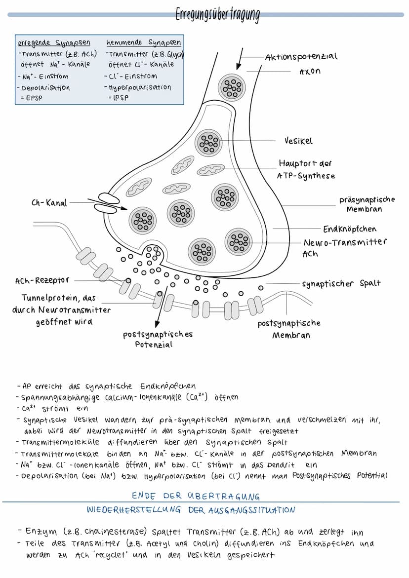 O
fiks
unipolares Bipolares
Neuron
Neuron
Aufbau eines Neurons
Myelinscheide
Ranviersche
Pseudo-
unipolares
Neuron
Axonhügel (Anfang)
Glia z