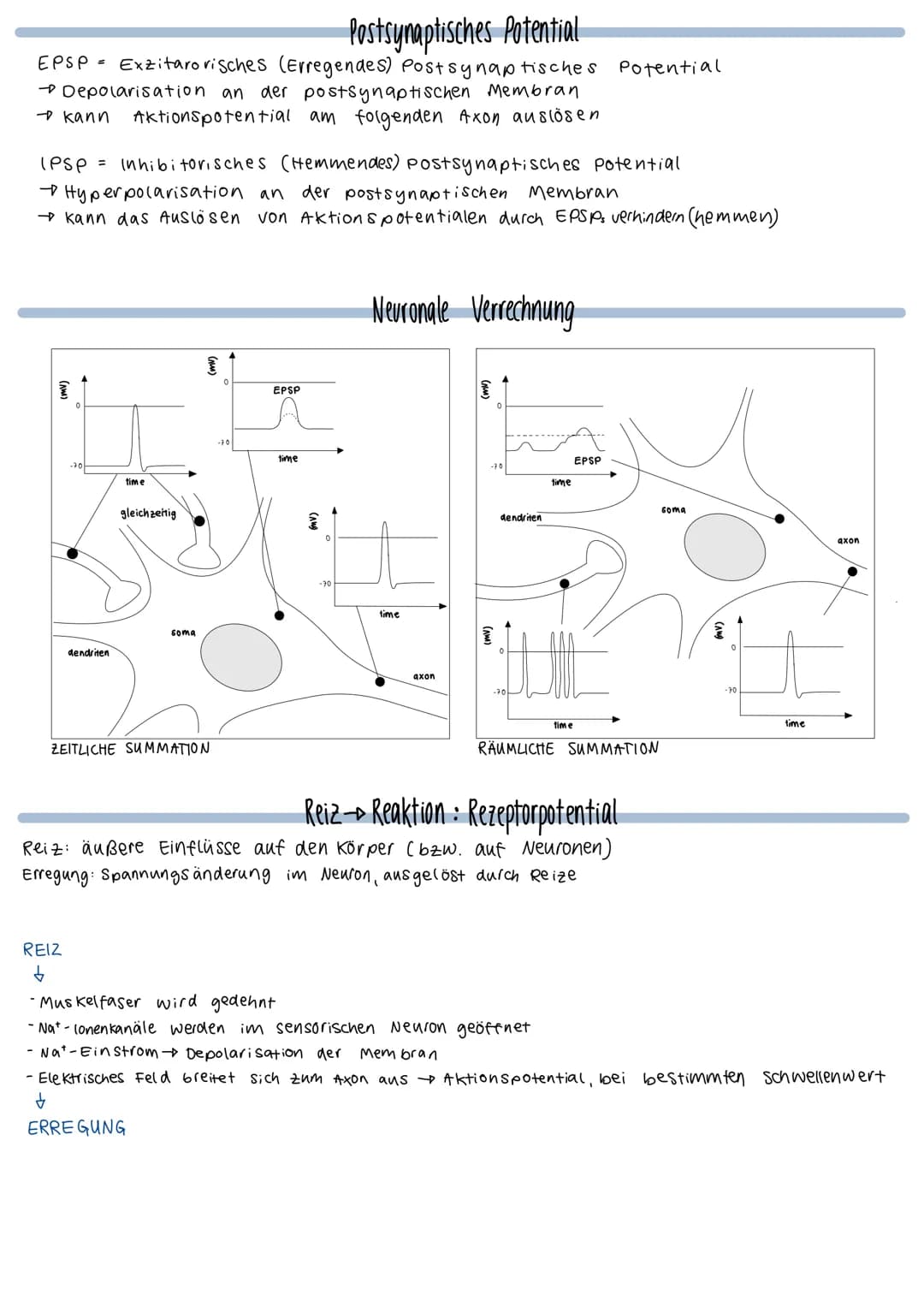 O
fiks
unipolares Bipolares
Neuron
Neuron
Aufbau eines Neurons
Myelinscheide
Ranviersche
Pseudo-
unipolares
Neuron
Axonhügel (Anfang)
Glia z