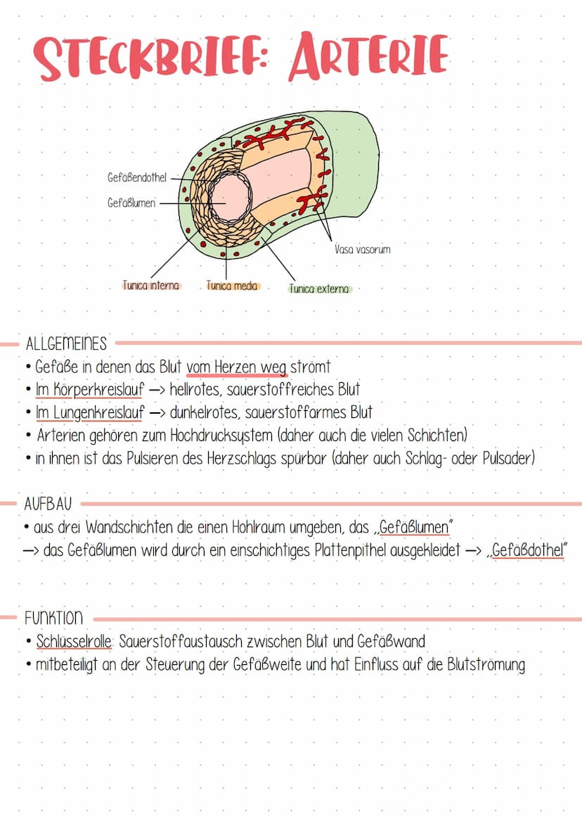 LERNZETTEL TAF 12.1 HERZKREISLAUF
1. WINDKESSELFUNKTION
SYSTOLE
Blut wird in die Arterie gedrückt
• Arterienwände werden aufgrund
ihrer Elas