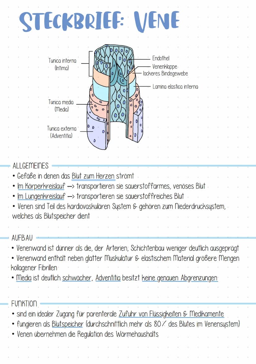 LERNZETTEL TAF 12.1 HERZKREISLAUF
1. WINDKESSELFUNKTION
SYSTOLE
Blut wird in die Arterie gedrückt
• Arterienwände werden aufgrund
ihrer Elas