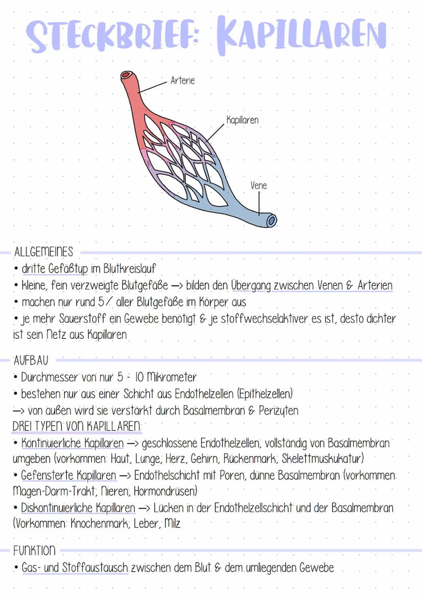 LERNZETTEL TAF 12.1 HERZKREISLAUF
1. WINDKESSELFUNKTION
SYSTOLE
Blut wird in die Arterie gedrückt
• Arterienwände werden aufgrund
ihrer Elas