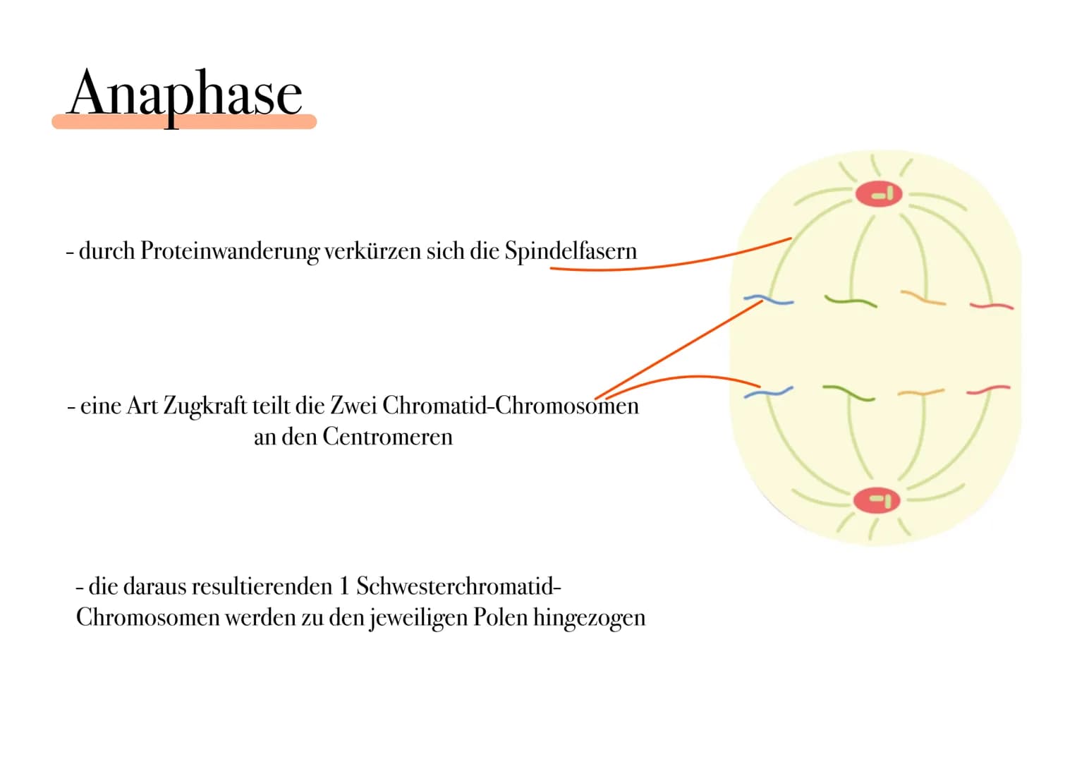 D I
E
MITOSE Was ist Mitose ¿
- nicht-geschlechtliche Vermehrung der Körperzellen zur Herstellung von Gewebe und Organen
- Kernteilung einer