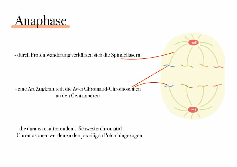 D I
E
MITOSE Was ist Mitose ¿
- nicht-geschlechtliche Vermehrung der Körperzellen zur Herstellung von Gewebe und Organen
- Kernteilung einer