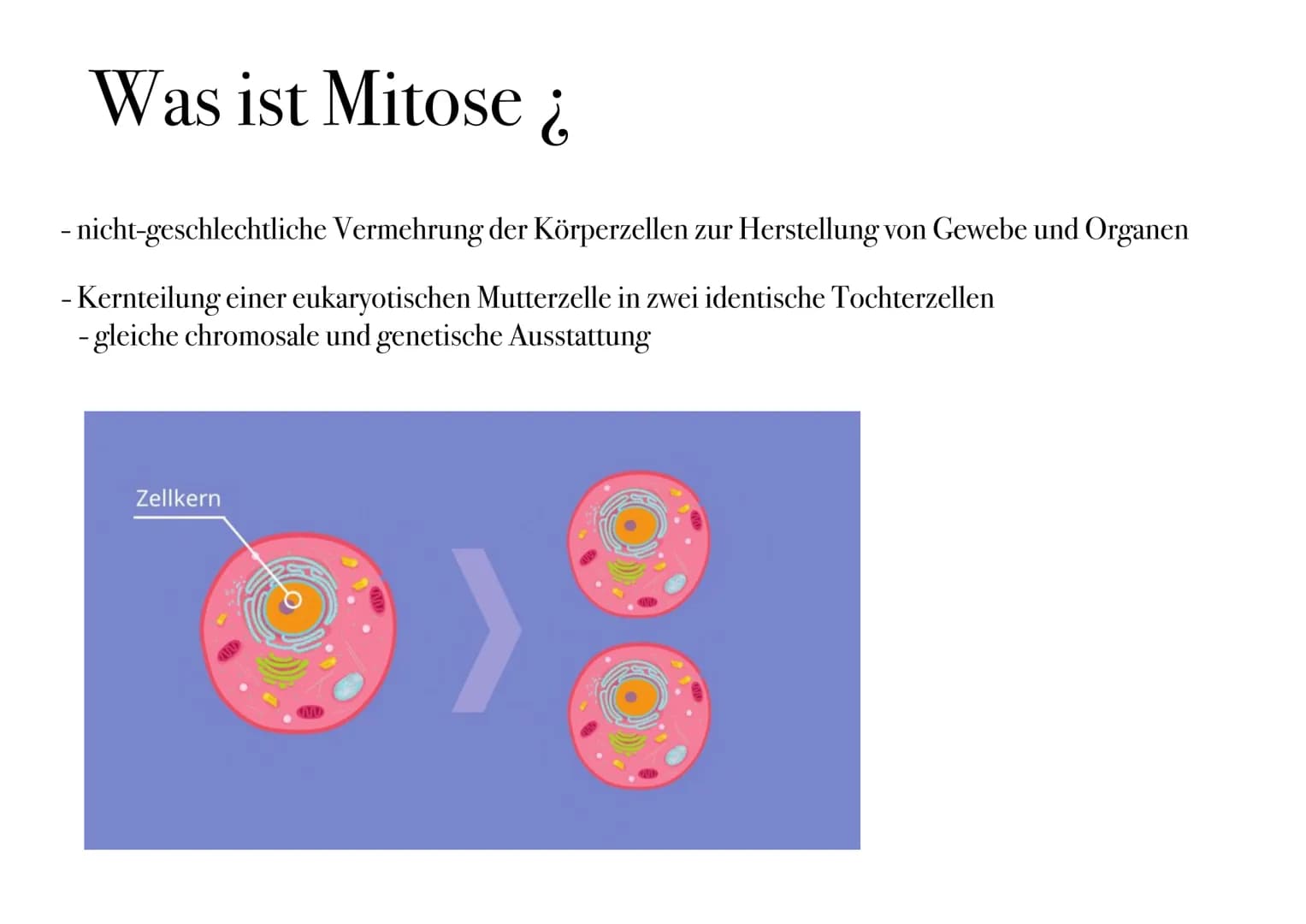 D I
E
MITOSE Was ist Mitose ¿
- nicht-geschlechtliche Vermehrung der Körperzellen zur Herstellung von Gewebe und Organen
- Kernteilung einer