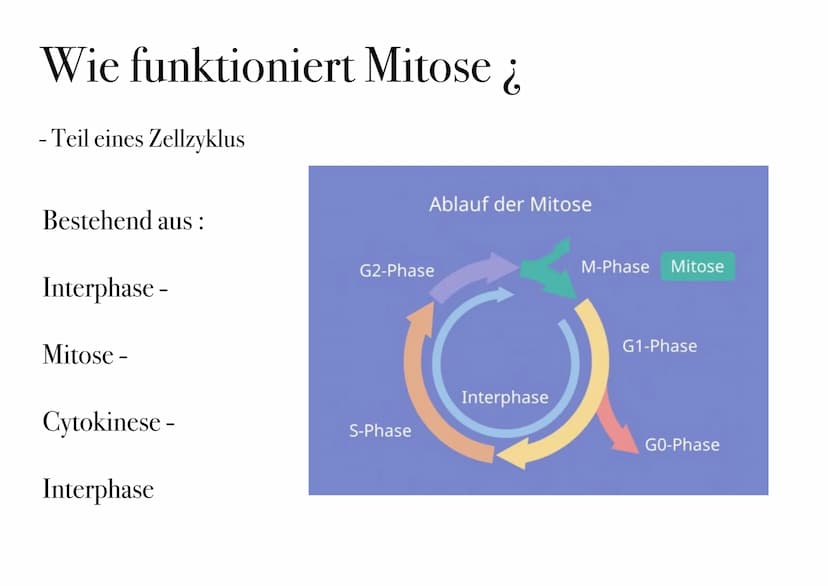 D I
E
MITOSE Was ist Mitose ¿
- nicht-geschlechtliche Vermehrung der Körperzellen zur Herstellung von Gewebe und Organen
- Kernteilung einer