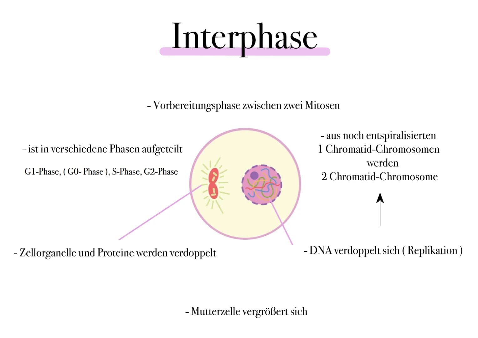 D I
E
MITOSE Was ist Mitose ¿
- nicht-geschlechtliche Vermehrung der Körperzellen zur Herstellung von Gewebe und Organen
- Kernteilung einer
