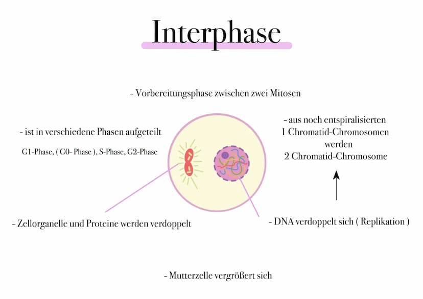 D I
E
MITOSE Was ist Mitose ¿
- nicht-geschlechtliche Vermehrung der Körperzellen zur Herstellung von Gewebe und Organen
- Kernteilung einer