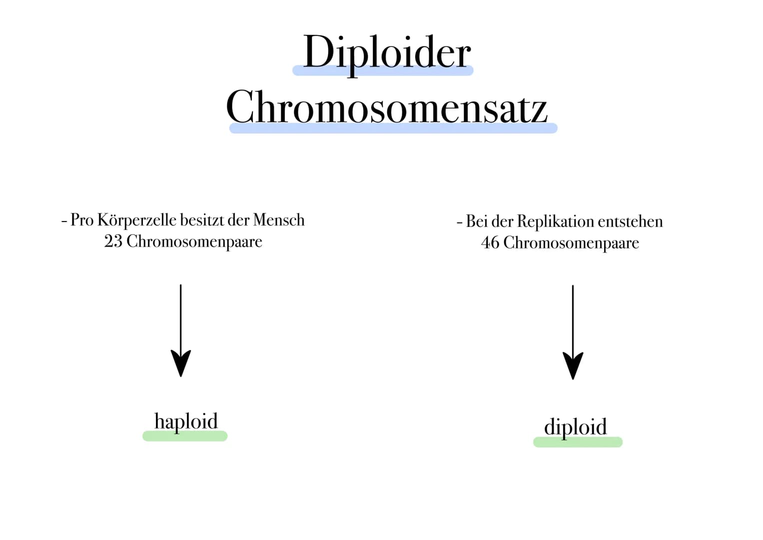 D I
E
MITOSE Was ist Mitose ¿
- nicht-geschlechtliche Vermehrung der Körperzellen zur Herstellung von Gewebe und Organen
- Kernteilung einer