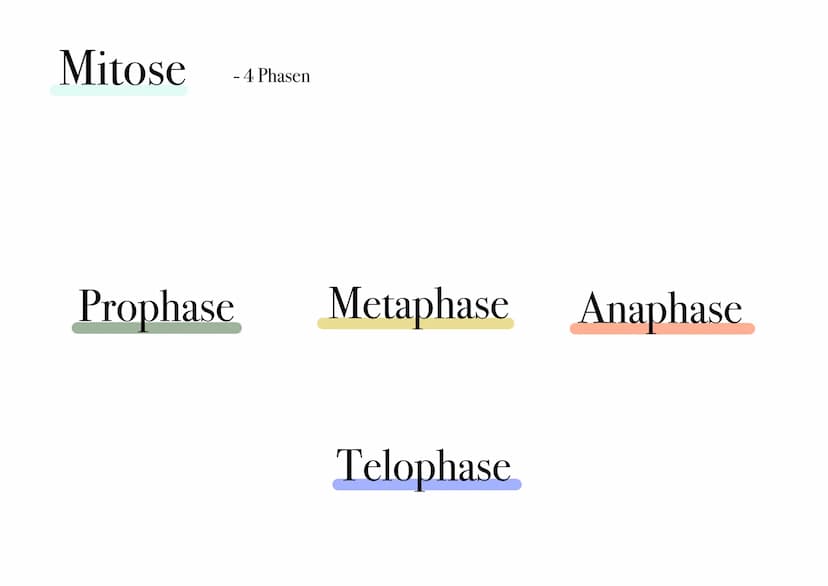 D I
E
MITOSE Was ist Mitose ¿
- nicht-geschlechtliche Vermehrung der Körperzellen zur Herstellung von Gewebe und Organen
- Kernteilung einer