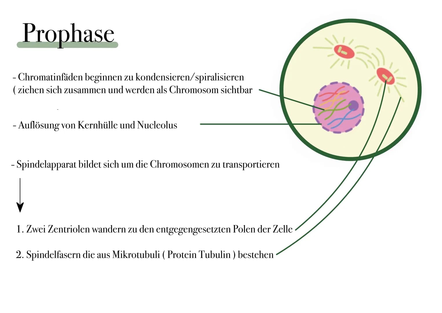 D I
E
MITOSE Was ist Mitose ¿
- nicht-geschlechtliche Vermehrung der Körperzellen zur Herstellung von Gewebe und Organen
- Kernteilung einer
