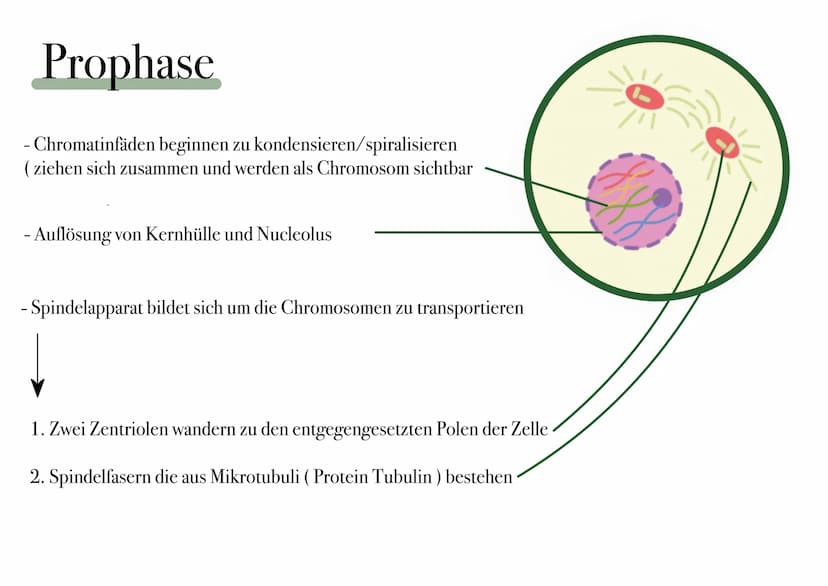 D I
E
MITOSE Was ist Mitose ¿
- nicht-geschlechtliche Vermehrung der Körperzellen zur Herstellung von Gewebe und Organen
- Kernteilung einer