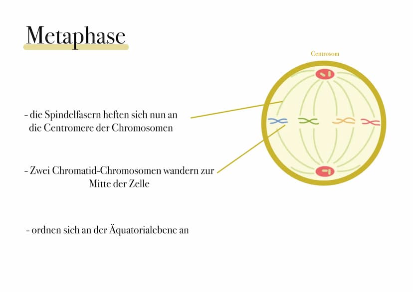 D I
E
MITOSE Was ist Mitose ¿
- nicht-geschlechtliche Vermehrung der Körperzellen zur Herstellung von Gewebe und Organen
- Kernteilung einer