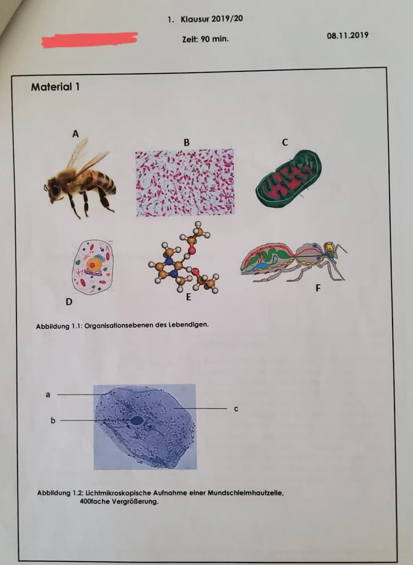 Aufgabenstellungen:
a)
1. Thema: Organisationsebenen des Lebendigen / Das Lichtmikroskop
1.1. Erläutern Sie bezugnehmend auf Abbildung 1.1 (