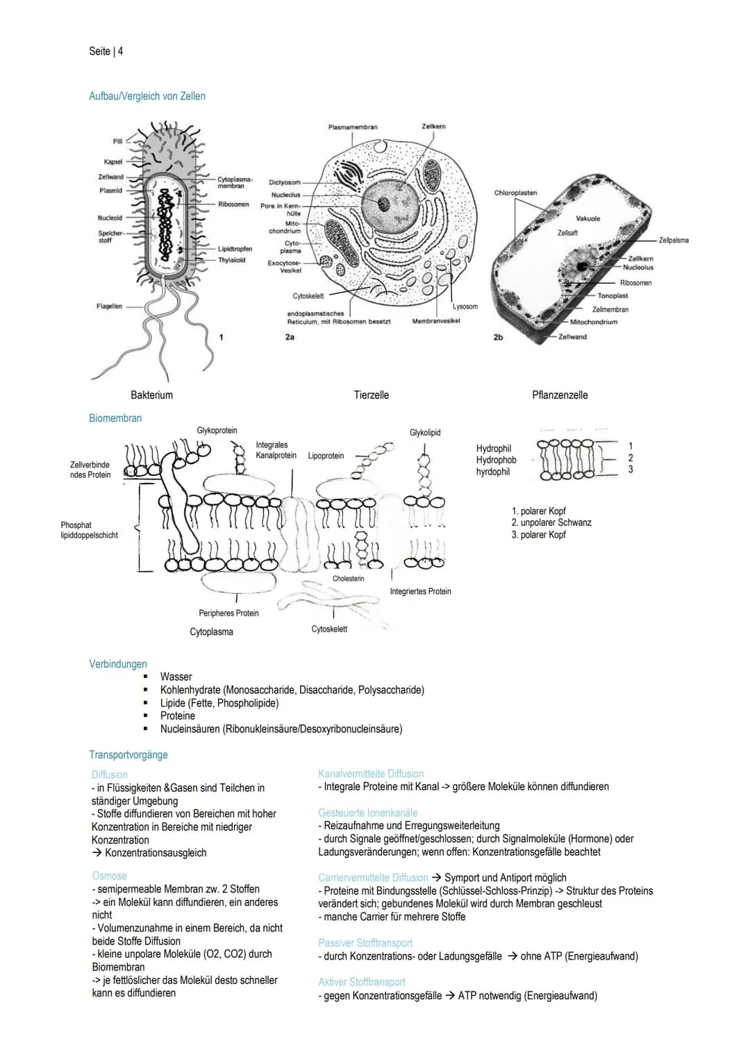 Seite | 1
Enzymatik
Biokatalysatoren
.
II.
III.
Wirkgruppen
I.
■
Anderes
Wirkungsweise
■
Sind aus Biomolekülen aufgebaut
Stoffwechselprozess