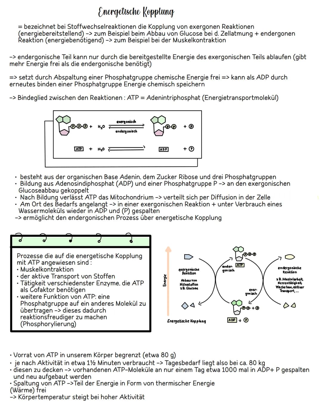 Energetische Kopplung
= bezeichnet bei Stoffwechselreaktionen die Kopplung von exergonen Reaktionen
(energiebereitstellend) -> zum Beispiel 