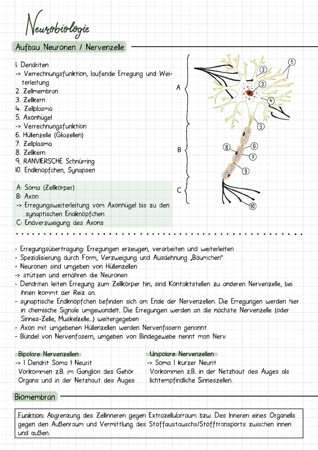 Neurobiologie