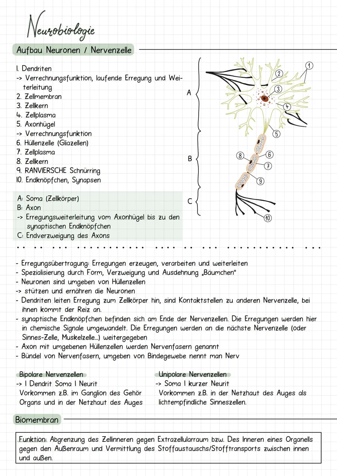 Neurobiologie
Aufbau Neuronen / Nervenzelle
1. Dendriten
->
Verrechnungsfunktion, laufende Erregung und Wei-
terleitung
2. Zellmembran
3. Ze