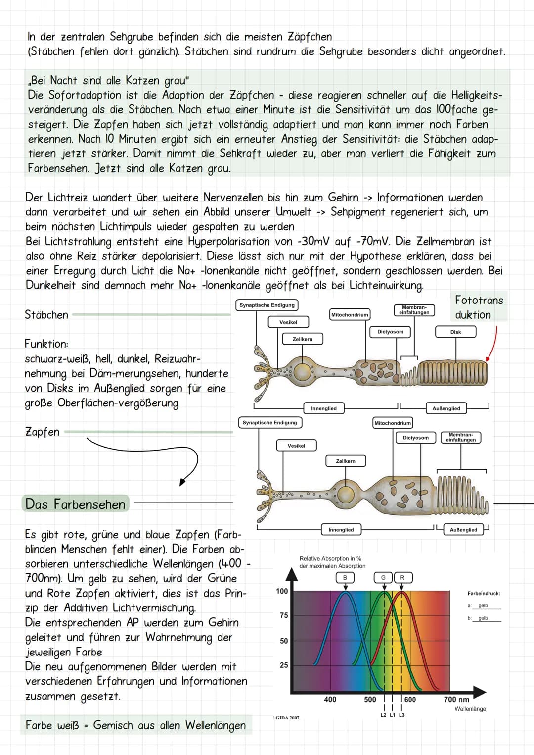 Neurobiologie
Aufbau Neuronen / Nervenzelle
1. Dendriten
->
Verrechnungsfunktion, laufende Erregung und Wei-
terleitung
2. Zellmembran
3. Ze