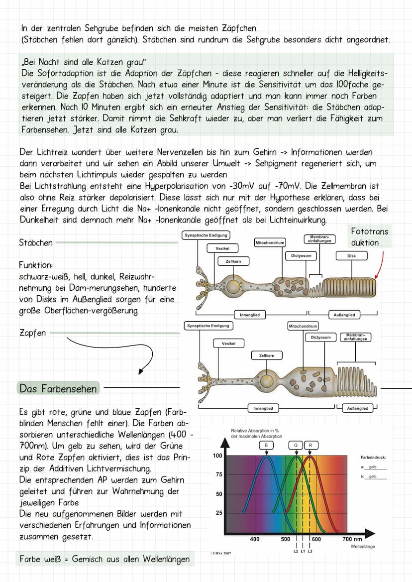 Neurobiologie
Aufbau Neuronen / Nervenzelle
1. Dendriten
->
Verrechnungsfunktion, laufende Erregung und Wei-
terleitung
2. Zellmembran
3. Ze