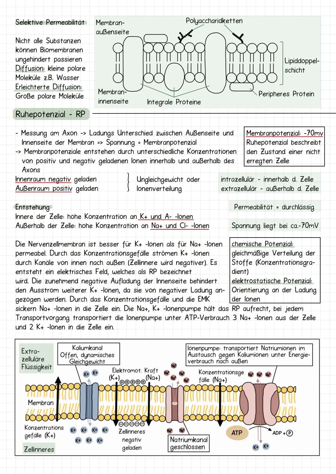 Neurobiologie
Aufbau Neuronen / Nervenzelle
1. Dendriten
->
Verrechnungsfunktion, laufende Erregung und Wei-
terleitung
2. Zellmembran
3. Ze