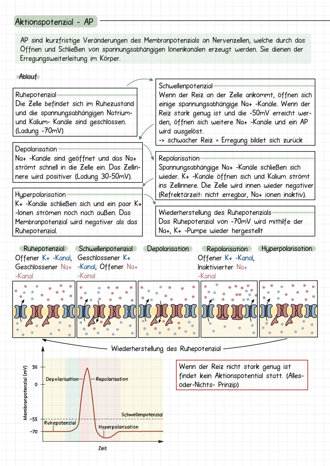 Neurobiologie
Aufbau Neuronen / Nervenzelle
1. Dendriten
->
Verrechnungsfunktion, laufende Erregung und Wei-
terleitung
2. Zellmembran
3. Ze