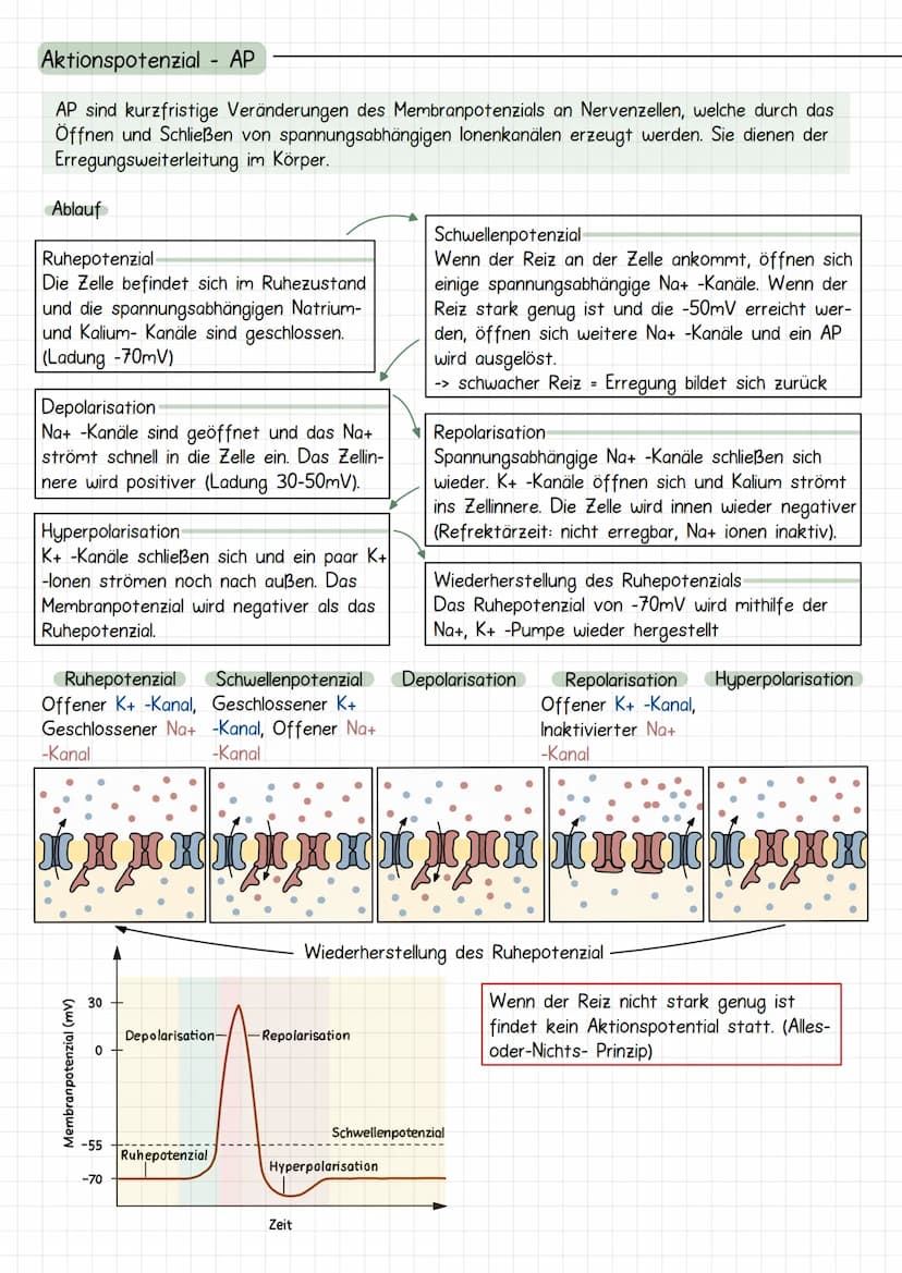 Neurobiologie
Aufbau Neuronen / Nervenzelle
1. Dendriten
->
Verrechnungsfunktion, laufende Erregung und Wei-
terleitung
2. Zellmembran
3. Ze