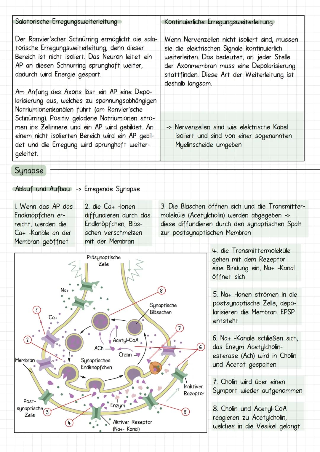 Neurobiologie
Aufbau Neuronen / Nervenzelle
1. Dendriten
->
Verrechnungsfunktion, laufende Erregung und Wei-
terleitung
2. Zellmembran
3. Ze